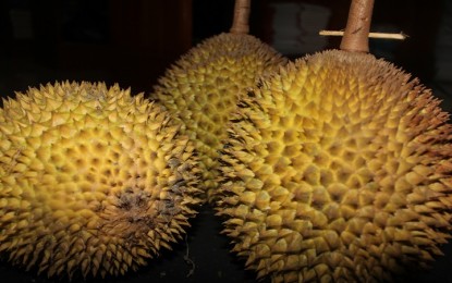 Benarkah Durian Haram Karena Mengandung Alkohol?