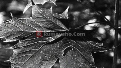 Bolehkah Kita Sebut Orang Yahudi dan Nashrani Kafir?