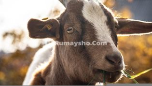 Satu Kambing Bisa untuk Qurban Satu Keluarga