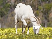 Akikah Anak Laki-Laki dengan Satu Kambing, Bolehkah 