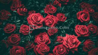 Berhijrah Karena Wanita