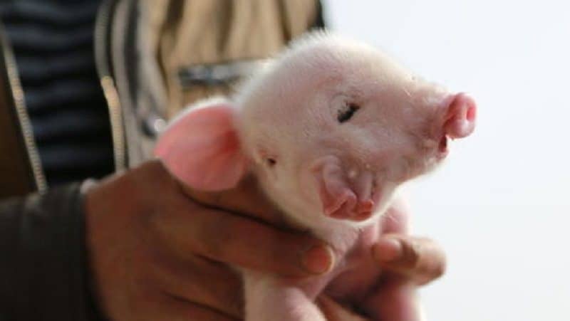 Kenapa Babi Diciptakan Lantas Diharamkan Rumaysho Com