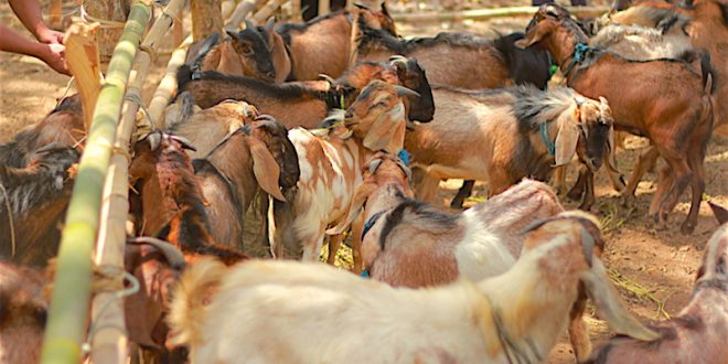 Makan Daging Kambing, Shalat di Kandang hingga Kotoran 