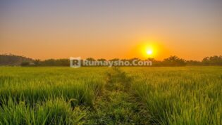 Bagaimana hukum menggarap tanah dan membuka lahan baru?