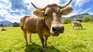 Awal Dzulhijjah adalah waktu yang sangat istimewa. Di momen ini, ada tiga amalan sunnah yang sangat dianjurkan: puasa, takbir, dan qurban.