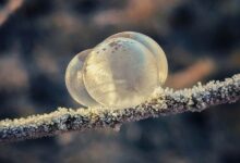 Bagaimana cara meminang atau melamar dalam hukum Islam? Apakah sama antara melamar janda dan yang gadis?