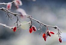 Salah satu contoh terbaik di masa Dinasti Abbasiyah mengenai keluarga sakinah tampak pada keluarga Khalifah Harun ar-Rasyid dan Zubaidah.