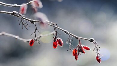 Salah satu contoh terbaik di masa Dinasti Abbasiyah mengenai keluarga sakinah tampak pada keluarga Khalifah Harun ar-Rasyid dan Zubaidah.
